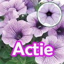 Afbeelding van Petunia P12 "Actie" Compact Purple Vein